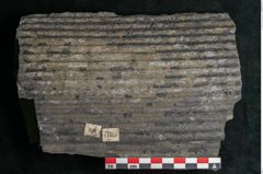 Foto (Detailansicht) von Sigillaria elongata Brongniart (NHMW-GEO-2024-0188-11051)